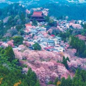 Hoa anh đào núi Yoshino: Vẻ đẹp của mùa xuân nước Nhật